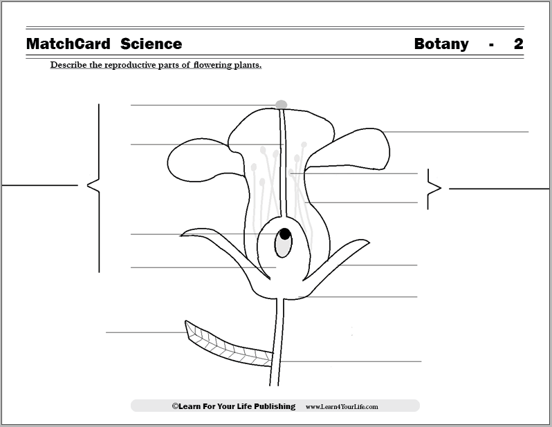 parts of flowers worksheet