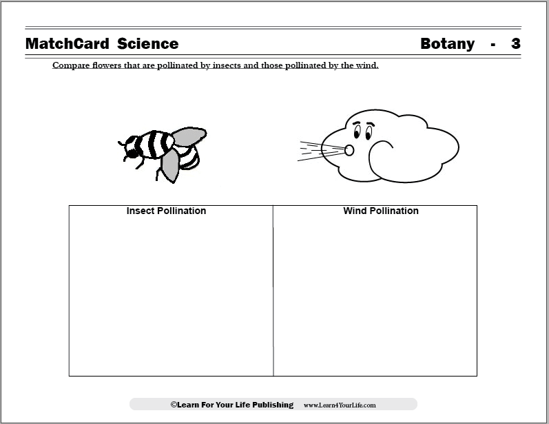 flower pollination worksheet