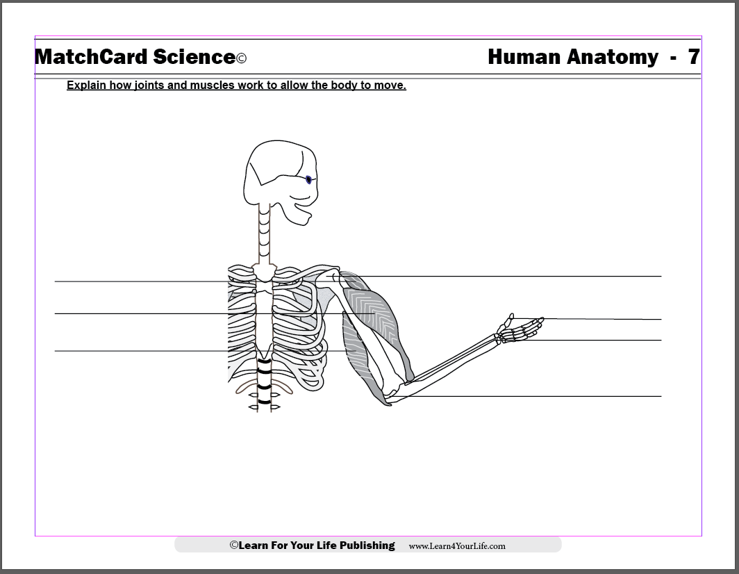 muscles and joints worksheet