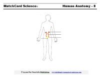 renal systemworksheet