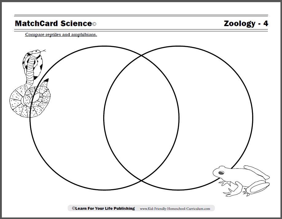 Reptiles vs Amphibians Worksheet