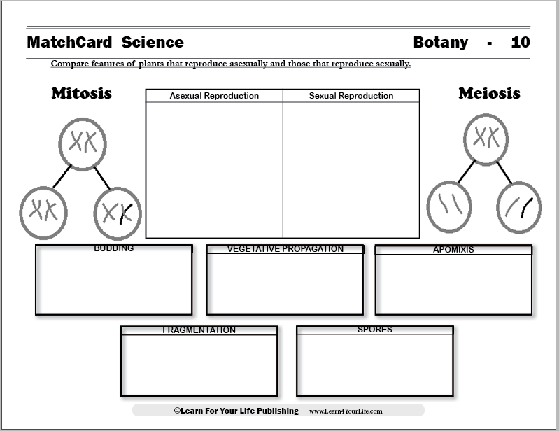 Asexual Reproduction in Plants Worksheet