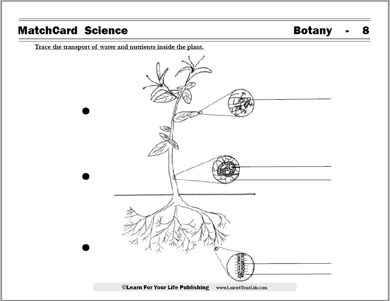 Translocation and Transpiration Worksheet