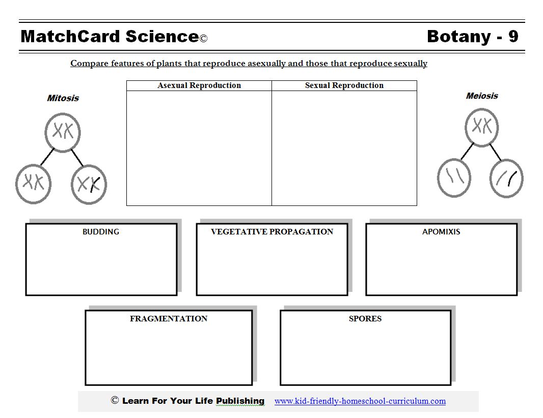 Asexual Reproduction Worksheet