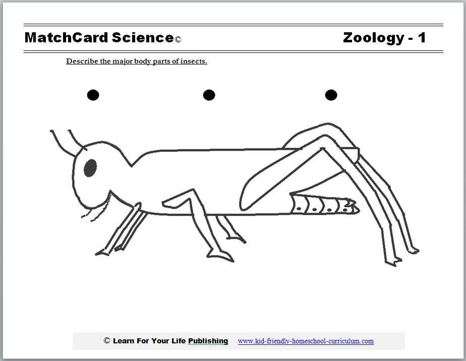 insect worksheet