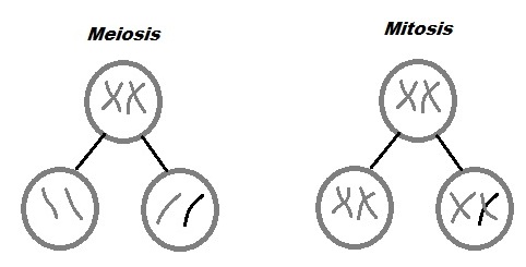 Meiosis and Mitosis