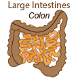 large intestines