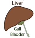 liver and gall bladder
