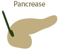 pancrease