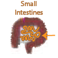 small intestines