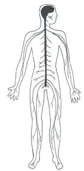 Simple Nervous System Diagram Unlabeled