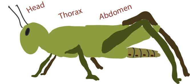 Insect Worksheet