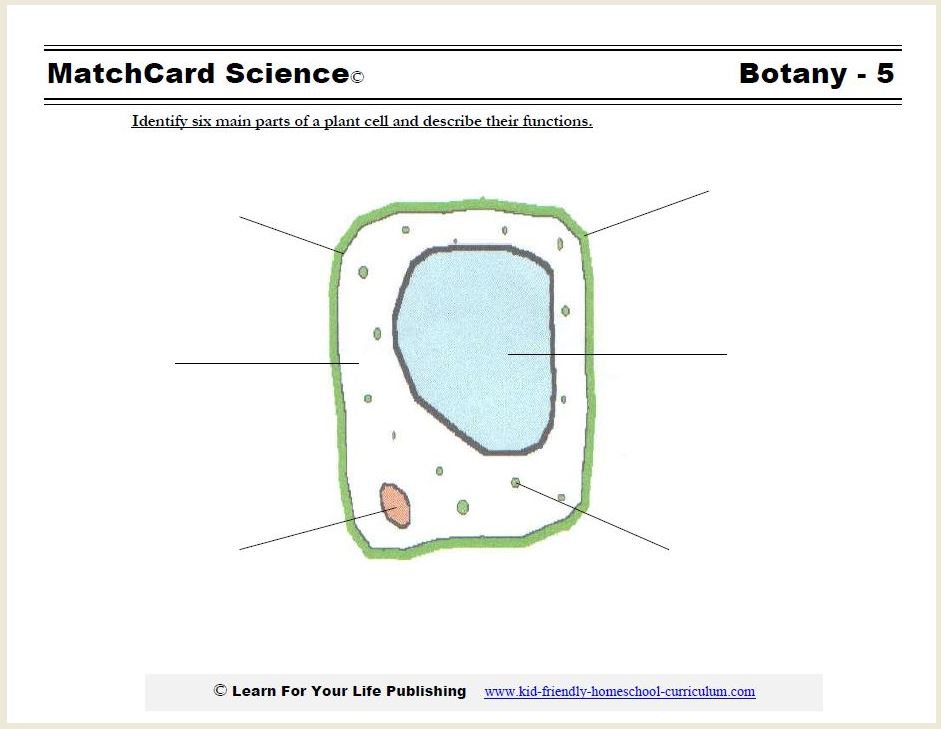 A Guide to Understand Plant Cell with Diagram  EdrawMax Online