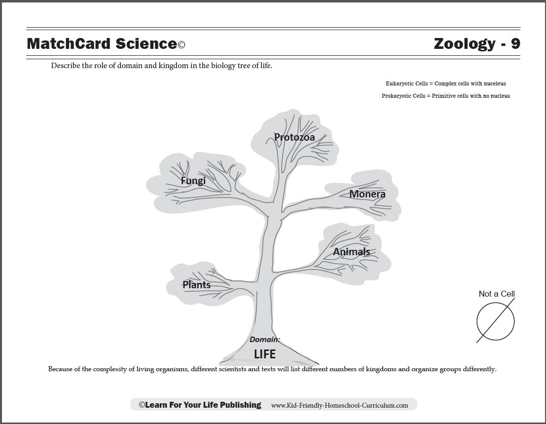 Biology Tree of Life Regarding Domains And Kingdoms Worksheet