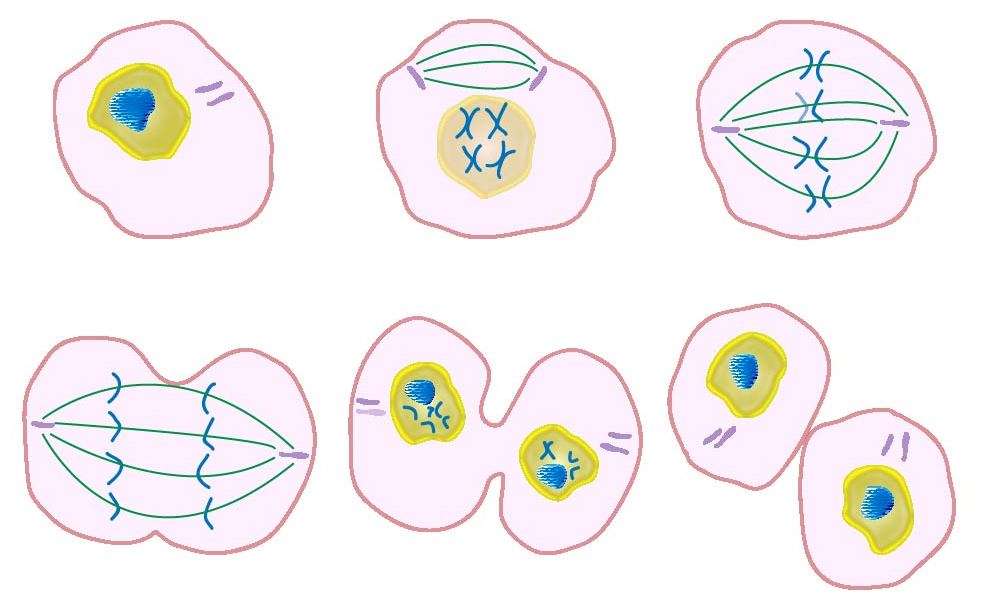 stages of mitosis in plant cells diagram