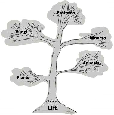 Biology Tree of Life